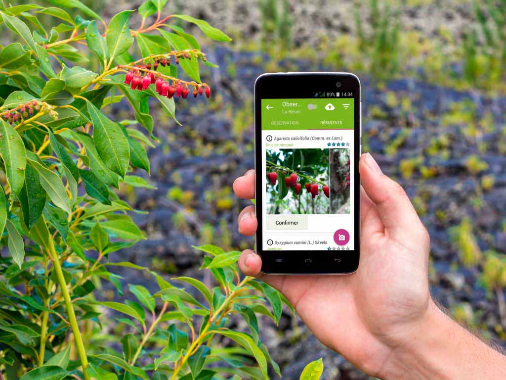identificar plantas